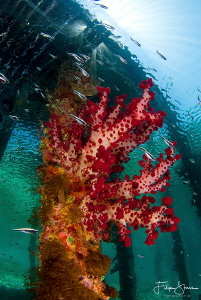 Under the jetty, Arborek, Raja Ampat by Filip Staes 